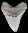 Large, Megalodon Tooth - North Carolina #59015-2